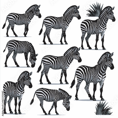 zebras and zebra