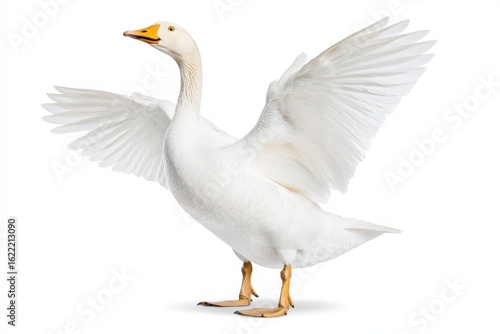 Majestic White Goose Spreading Wings on Isolated Background Showcasing Grace and Beauty in Nature with Soft Feather Details and Bright Colors