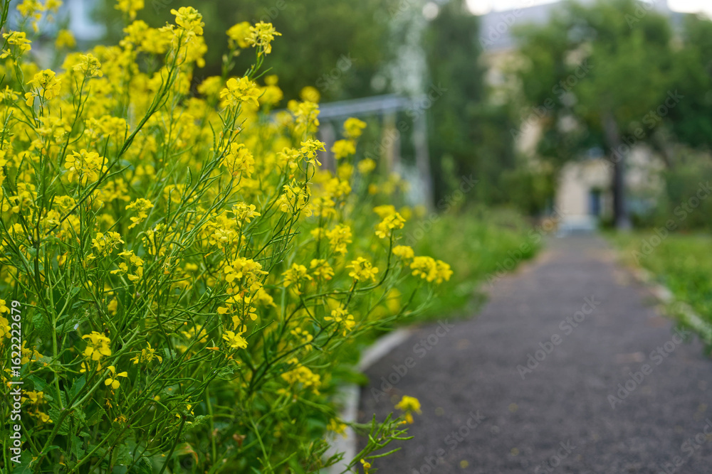 Fototapeta premium Bright yellow wild mustard flowers blooming lushly on the roadside near an asphalt path and residential buildings. Sunny summer day, urban landscape. Photo.