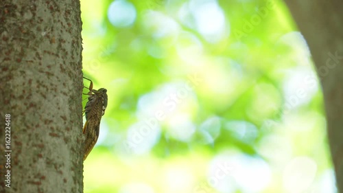 夏らしい風景。木漏れ日にキラキラ光るぼやけた木々の背景とケヤキの木にとまったアブラゼミ。蝉の鳴き声あり