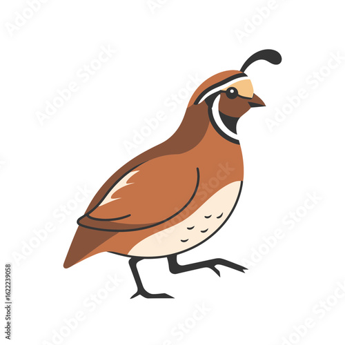 A brown quail with a black plume is walking isolated on white.