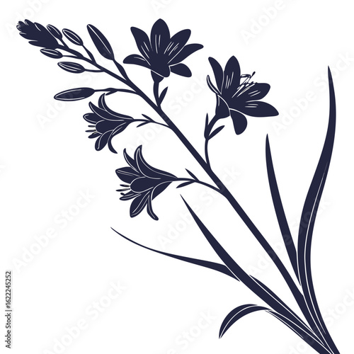 vector illustration of ixia plicata
