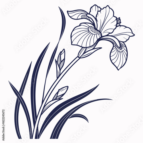 iris southern blue flag on white background 