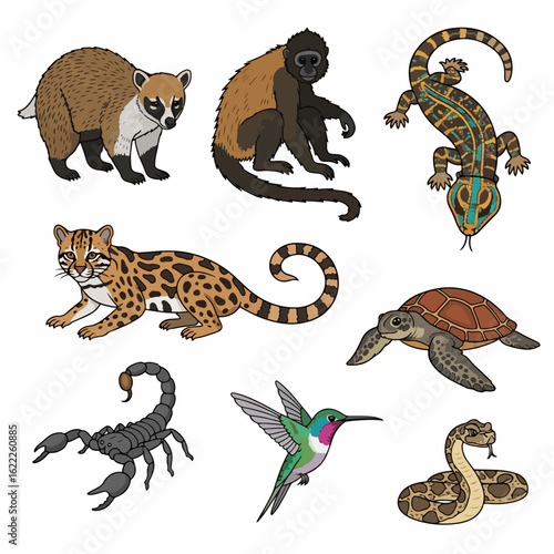 Rainforest animals collection: coati, monkey, lizard, ocelot
