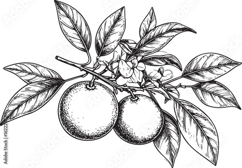Hand-Drawn Orange Fruit with Leaves and Blossoms