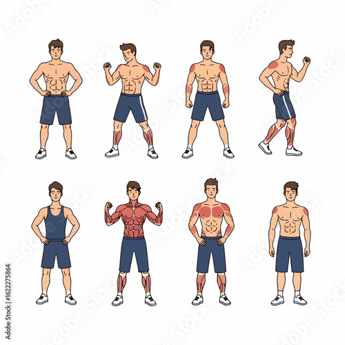 Male physique diagrams showing muscle groups and poses