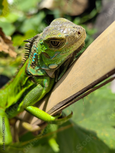 Wallpaper Mural A light green iguana, bright green in color, climbs the trunk and hides among the green leaves. Torontodigital.ca