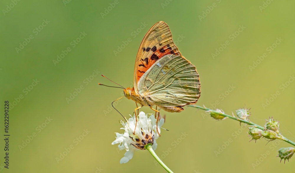 Obraz premium The Mediterranean Fritillary (Argynnis pandora) is a common butterfly species in Türkiye. This photo was taken at Nemrut Crater Lake in Bitlis.