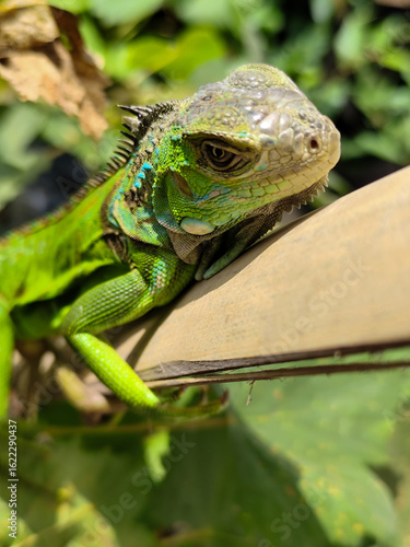 Wallpaper Mural A light green iguana, bright green in color, climbs the trunk and hides among the green leaves. Torontodigital.ca