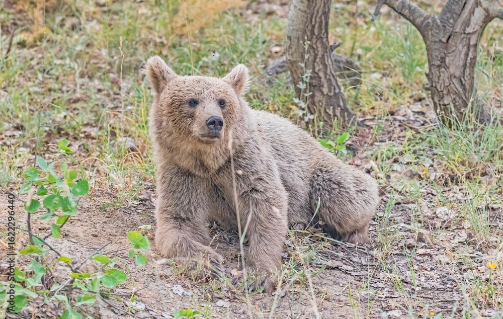 Fototapeta premium The Brown Bear (Ursus arctos) is the most important wild animal in Nemrut Crater Lake National Park in Btilis. It has the potential to appear at any time in the forest.