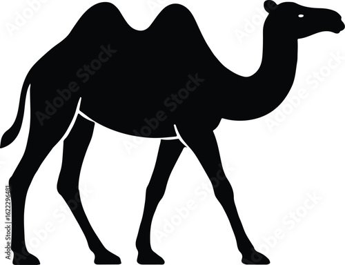 camel in desert