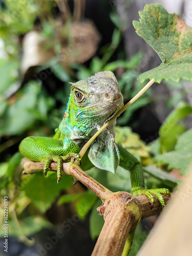 Wallpaper Mural A light green iguana, bright green in color, climbs the trunk and hides among the green leaves. Torontodigital.ca