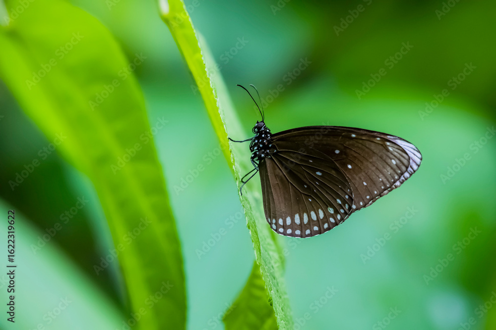 Fototapeta premium A butterfly on flower in nature