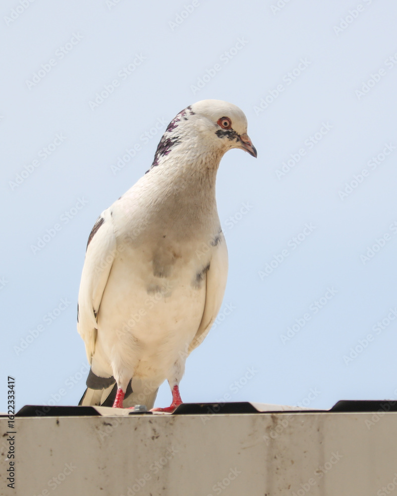 A white and black pigeon is standing on a ledge A white and black pigeon is standing on a ledge
