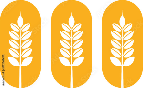 Wheat grain agriculture farm harvest food crop organic farming gluten free vector