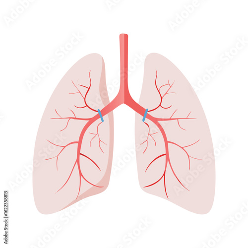 Illustration of human lungs with respiratory system