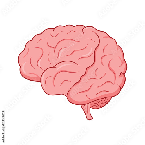 Human brain illustration with detailed anatomy
