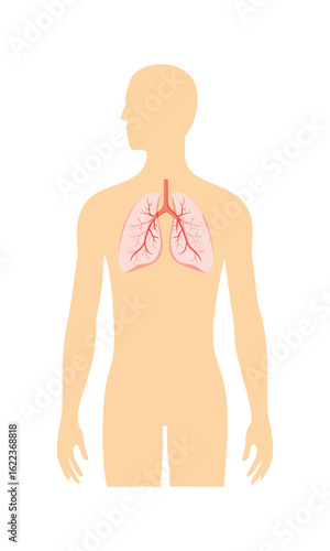 Human lungs anatomy illustration with respiratory system