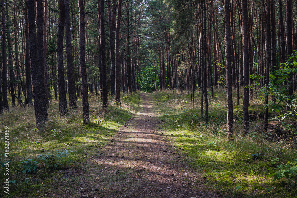 Fototapeta premium Footpath in forest on Sobieszewo Island, part of Gdansk city over Gdansk Bay in the Baltic Sea, Poland