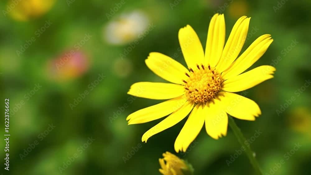 Bright yellow flower with delicate petals and a fuzzy center stands out against a blurred green background Bright yellow flower with delicate petals and a fuzzy center stands out against a blurred green background