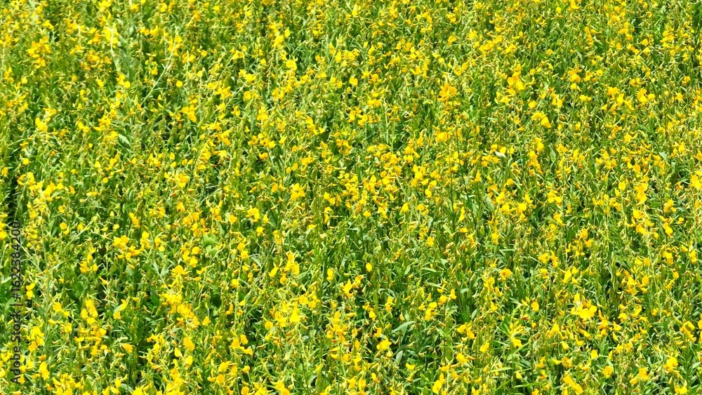Fototapeta premium High-angle drone capturing an expansive sunn hemp field, its bright yellow flowers signaling healthy growth and environmental benefits in sustainable farming. 