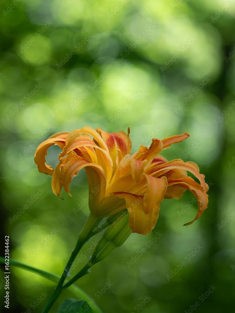 Obraz premium 八重咲のヤブカンゾウが夏の森に咲く