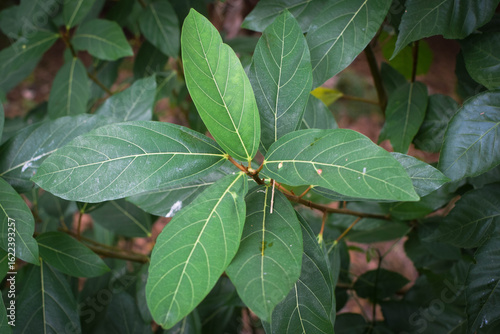 Wallpaper Mural Fresh Green Leaves in Natural Light. Eco-Friendly Nature Background for Environmental Themes. Lush Green Foliage Closeup. Sustainable Plant Life and Clean Earth Concept Photography. Natural Green Leaf Torontodigital.ca
