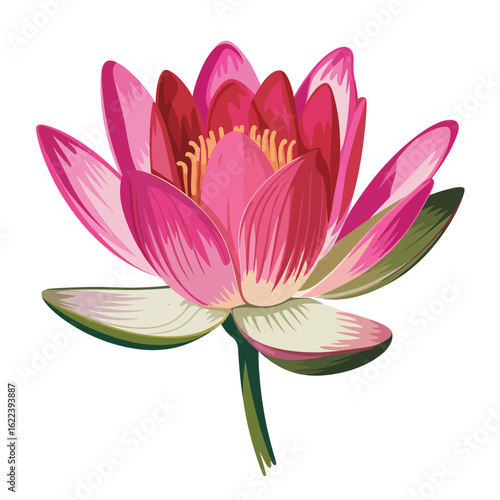 Vibrant pink water lily flower isolated on white background