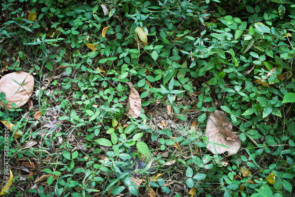 Obraz premium Fresh Green Leaves in Natural Light. Eco-Friendly Nature Background for Environmental Themes. Lush Green Foliage Closeup. Sustainable Plant Life and Clean Earth Concept Photography. Natural Green Leaf