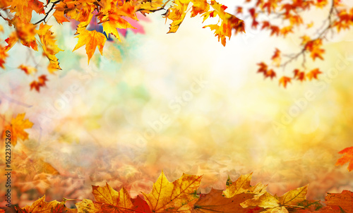 orange and red fall  leaves, autumn natural background