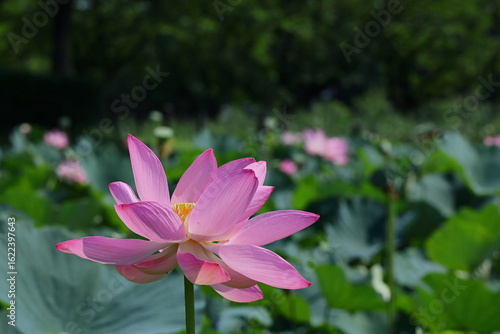神聖な花