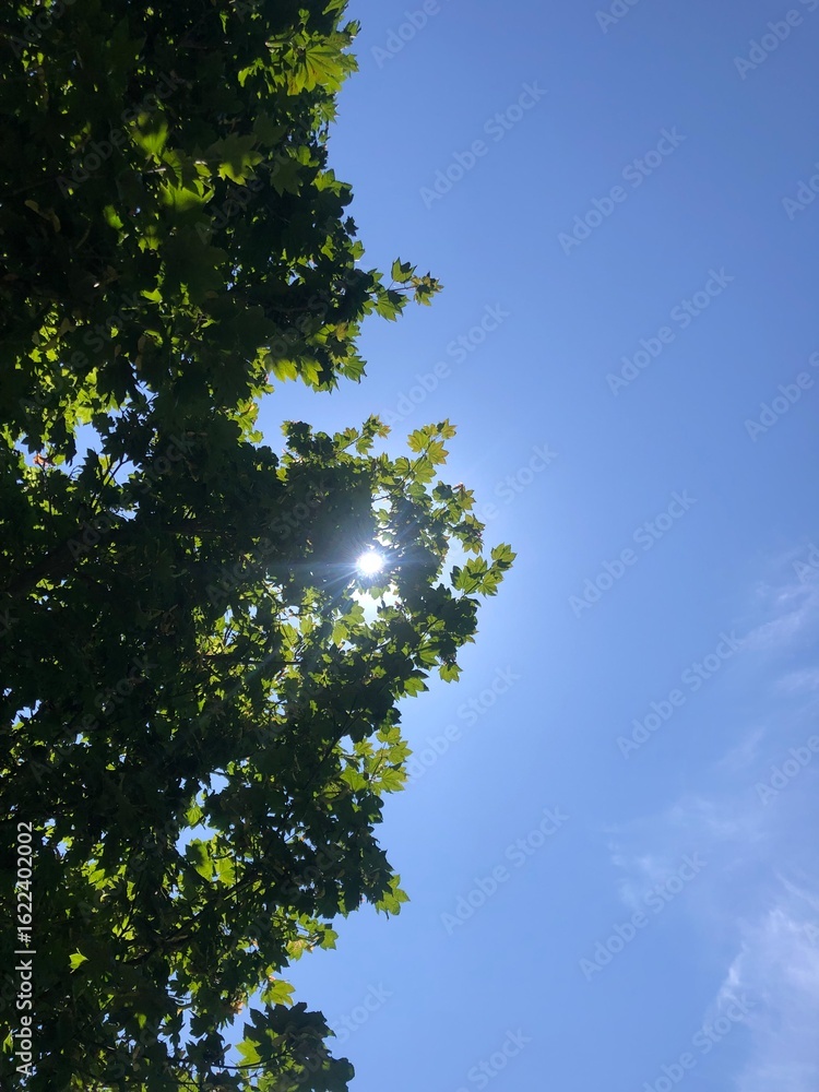 Fototapeta premium View of Blue Sky and Trees from a Picnic Blanket on a Breezy Summer Day