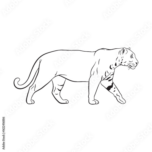 Stylish Jaguar Line Art – Jaguar Vector Illustration Minimal Drawing with Clean Contours – Jaguar Drawing – Line Art Drawing of Jaguar – Jaguar Icon


