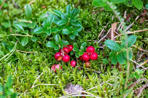 Cranberries on green moss in the forest, close-up