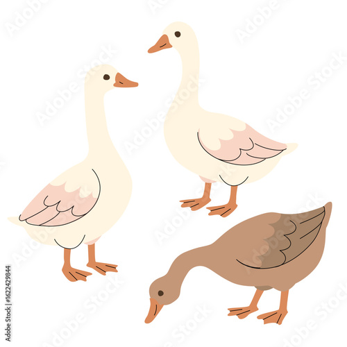 Flat illustration of three geese in different poses and colors. Minimal cartoon style with soft tones, ideal for childrens books, farm themes, educational materials, and seasonal designs. Vector