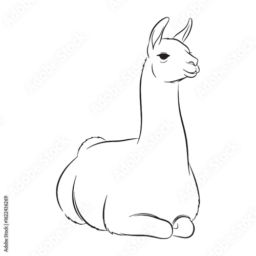 Graceful Llama Line Art – Llama Vector Smooth Outline Drawing with Detailed Wool Texture – Llama Drawing – Vector of Llama – Llama Outline

