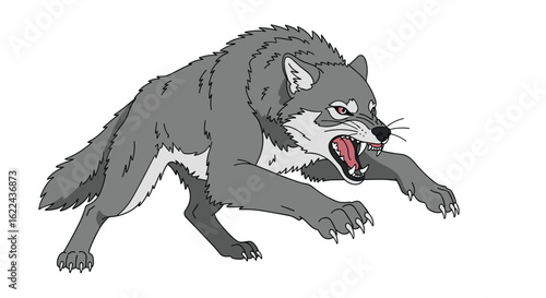 Fierce gray wolf snarling and ready to attack a wild predatory mammal in its natural habitat