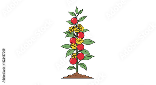 Illustration of a healthy growing tomato plant with ripening red fruits and yellow blossoms on a white background showcasing a natural agricultural process