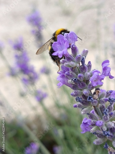 bee on lavender
