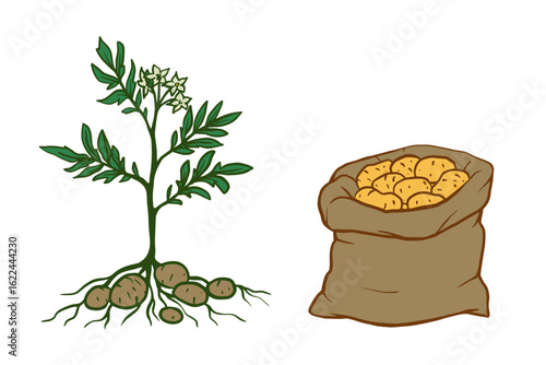 potato plant with lush green leaves white blossoms, and underground tubers beside a burlap sack overflowing with freshly harvested golden potatoes. Harvest concept