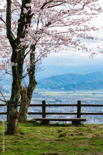 Cherry Blossoms and Scenic Bench Overlooking Tottori City from Mt. Kyusho, Japan