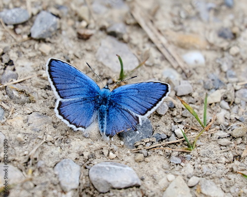 Schmetterling in Blau 