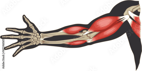 Arm muscle biceps with skeleton. Muscle tension of human hand on white background. Bones and joints in male silhouette. Medical vector illustration of hand for clinic or hospital