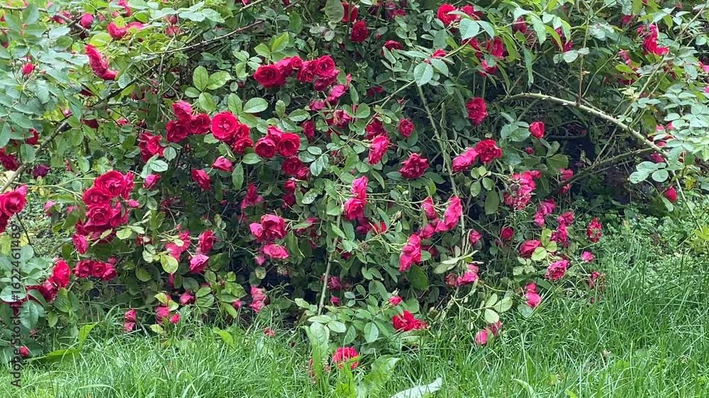 Red roses blooming on lush green bush in garden setting, showcasing vibrant natural beauty Red roses blooming on lush green bush in garden setting, showcasing vibrant natural beauty
