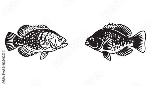 Freshwater Bass Fish Vector Silhouette with Bold Profile and Spiny Fins. set