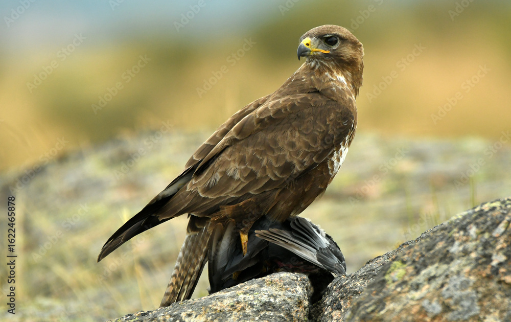 Fototapeta premium aguila ratonero con una presa