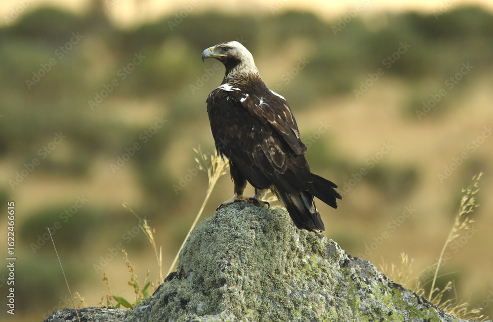 Fototapeta premium aguila imperial en la sierra se alimenta de conejo