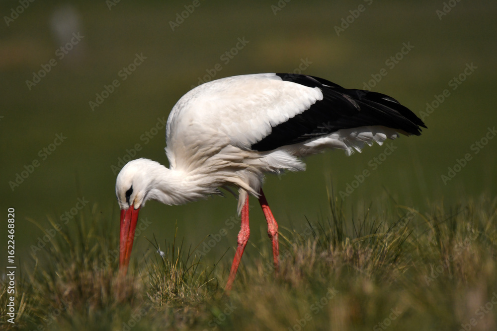 Naklejka premium cigüeña blanca se pasea por el campo