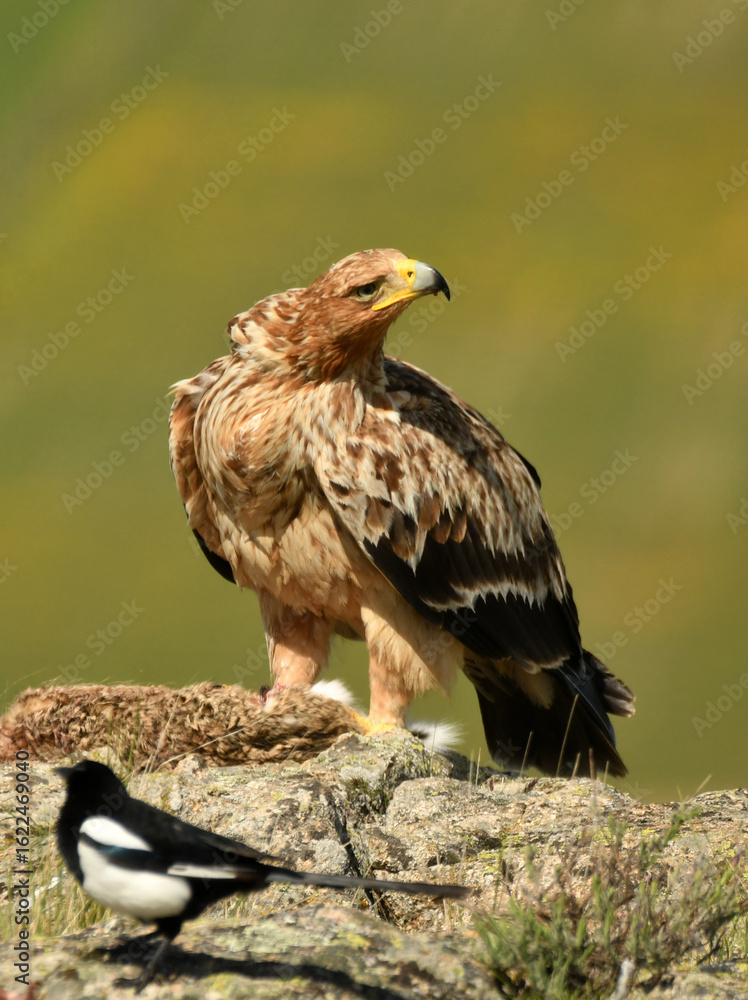 Fototapeta premium Joven aguila imperial en el campo con una presa
