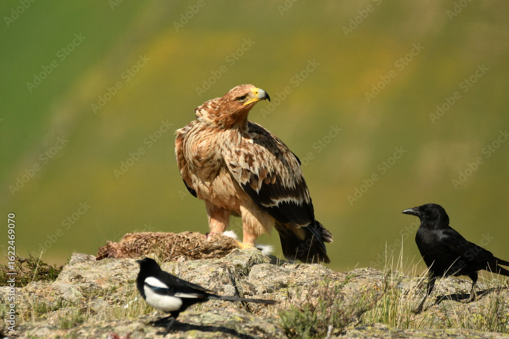 Obraz premium Joven aguila imperial en el campo con una presa